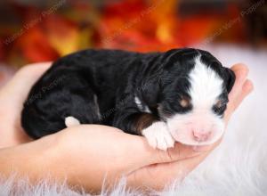 tri-colored male mini bernedoodle near Chicago Illinois