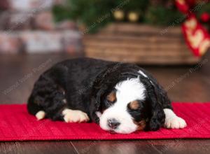 tri-colored male mini bernedoodle near Chicago Illinois