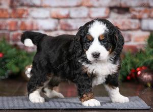 tri-colored male mini bernedoodle near Chicago Illinois