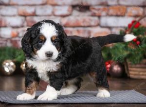 tri-colored male mini bernedoodle near Chicago Illinois