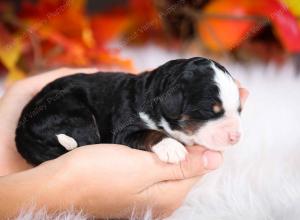 tri-colored male mini bernedoodle near Chicago Illinois