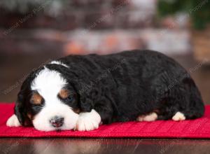 tri-colored male mini bernedoodle near Chicago Illinois