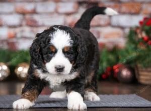 tri-colored male mini bernedoodle near Chicago Illinois