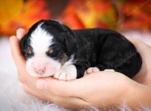 tri-colored male mini bernedoodle near Chicago Illinois