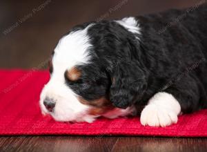 tri-colored male mini bernedoodle near Chicago Illinois