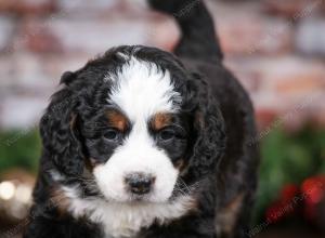 tri-colored male mini bernedoodle near Chicago Illinois