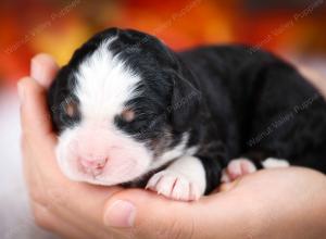 tri-colored male mini bernedoodle near Chicago Illinois