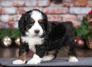 tri-colored male mini bernedoodle near Chicago Illinois