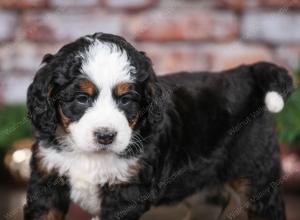 tri-colored male mini bernedoodle near Chicago Illinois