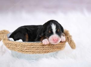 tri-colored female mini bernedoodle near Chicago Illinois