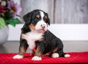 tri-colored female mini bernedoodle near Chicago Illinois