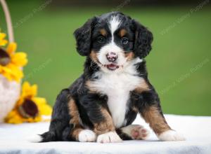 tri-colored female mini bernedoodle near Chicago Illinois