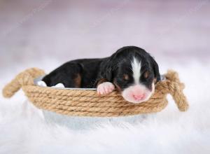 tri-colored female mini bernedoodle near Chicago Illinois