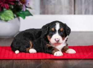 tri-colored female mini bernedoodle near Chicago Illinois