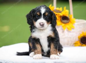 tri-colored female mini bernedoodle near Chicago Illinois