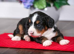 tri-colored female mini bernedoodle near Chicago Illinois