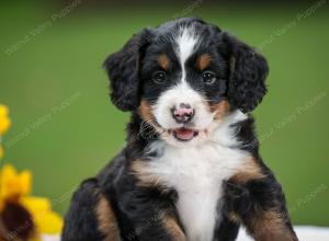 tri-colored female mini bernedoodle near Chicago Illinois