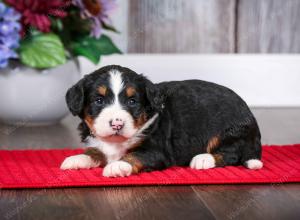 tri-colored female mini bernedoodle near Chicago Illinois