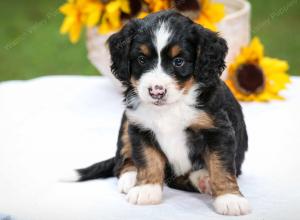 tri-colored female mini bernedoodle near Chicago Illinois