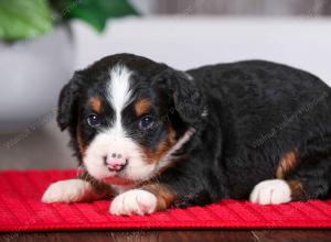 tri-colored female mini bernedoodle near Chicago Illinois