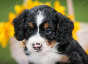 tri-colored female mini bernedoodle near Chicago Illinois