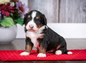 tri-colored female mini bernedoodle near Chicago Illinois