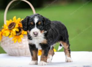 tri-colored female mini bernedoodle near Chicago Illinois