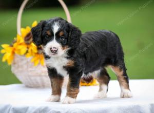 tri-colored female mini bernedoodle near Chicago Illinois