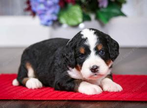 tri-colored male mini bernedoodle near Chicago Illinois