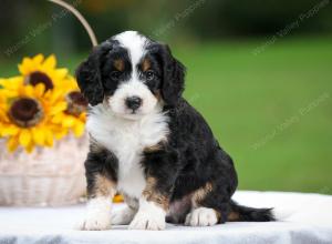 tri-colored male mini bernedoodle near Chicago Illinois