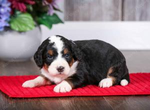 tri-colored male mini bernedoodle near Chicago Illinois