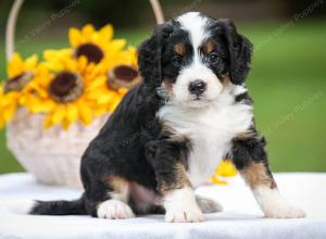 tri-colored male mini bernedoodle near Chicago Illinois