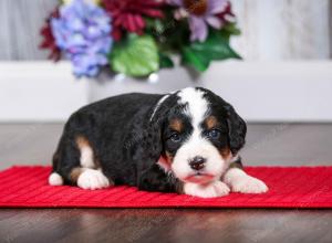 tri-colored male mini bernedoodle near Chicago Illinois