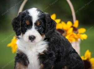 tri-colored male mini bernedoodle near Chicago Illinois