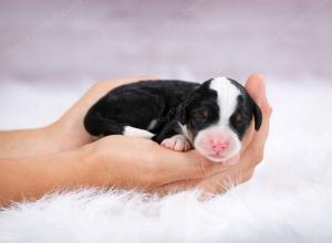 tri-colored female mini bernedoodle near Chicago Illinois