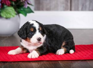 tri-colored male mini bernedoodle near Chicago Illinois