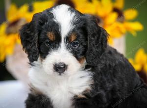 tri-colored male mini bernedoodle near Chicago Illinois