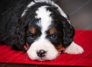 tri-colored male mini bernedoodle near Chicago Illinois