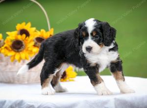 tri-colored male mini bernedoodle near Chicago Illinois