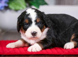 tri-colored male mini bernedoodle near Chicago Illinois