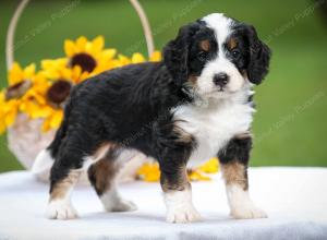 tri-colored male mini bernedoodle near Chicago Illinois