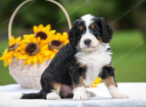 tri-colored male mini bernedoodle near Chicago Illinois