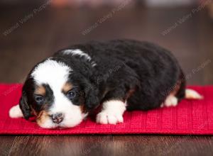 tri-colored female mini bernedoodle near Chicago Illinois