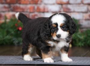 tri-colored female mini bernedoodle near Chicago Illinois