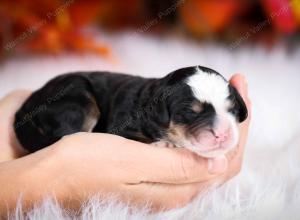 tri-colored female mini bernedoodle near Chicago Illinois