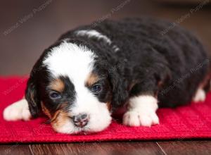 tri-colored female mini bernedoodle near Chicago Illinois