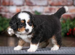 tri-colored female mini bernedoodle near Chicago Illinois