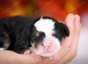 tri-colored female mini bernedoodle near Chicago Illinois