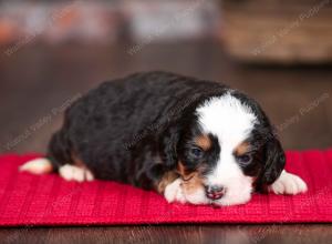 tri-colored female mini bernedoodle near Chicago Illinois