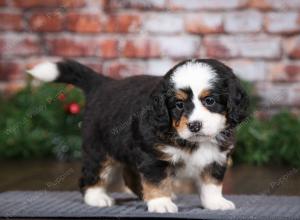 tri-colored female mini bernedoodle near Chicago Illinois